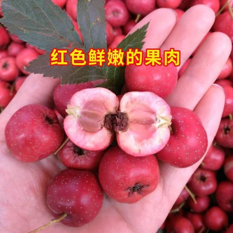 【精选】甜红子山楂/产地新鲜采购/支持代发团购落地配
