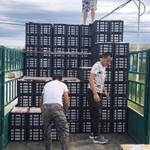金帅苹果产地一手货源，量大优惠，对接市场电商平台