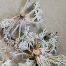 精品茵陈