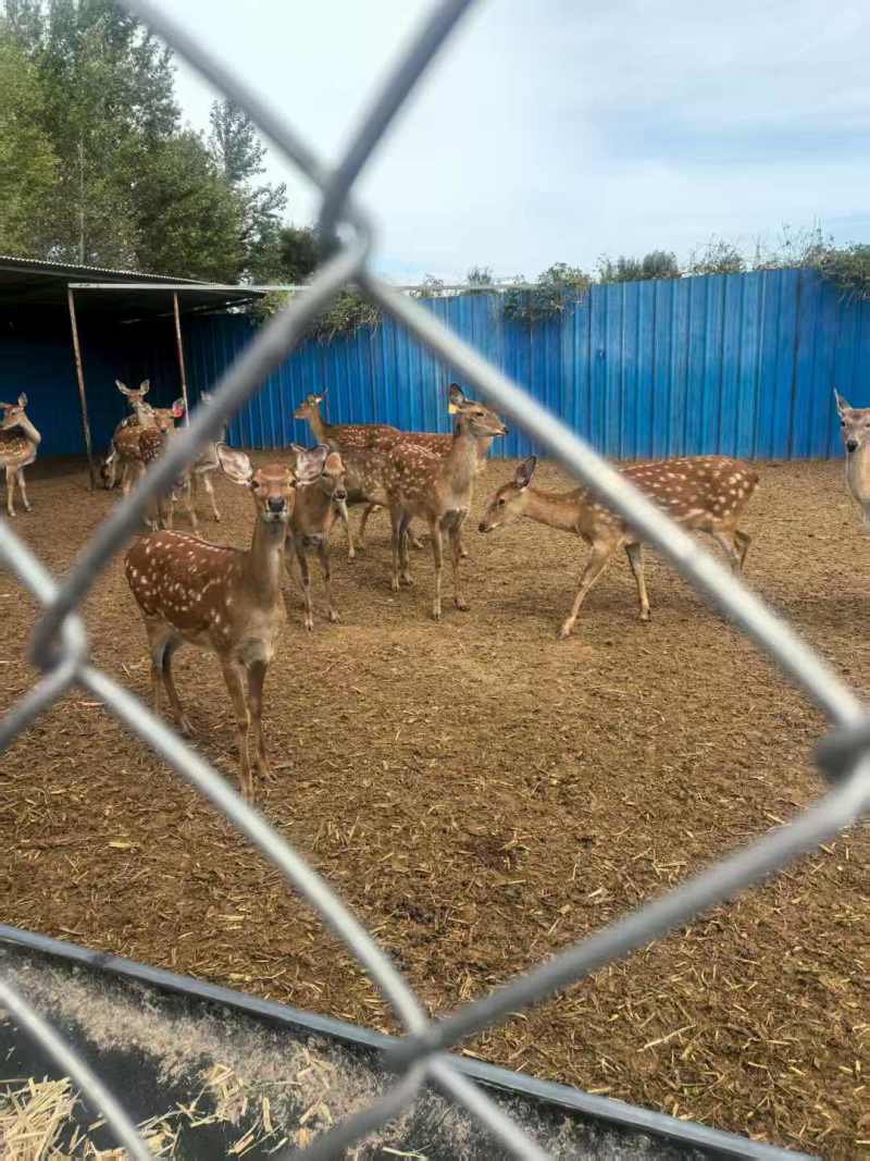 活鹿母鹿养殖大户欢迎各位老板前来选购咨询基地直发电话联系