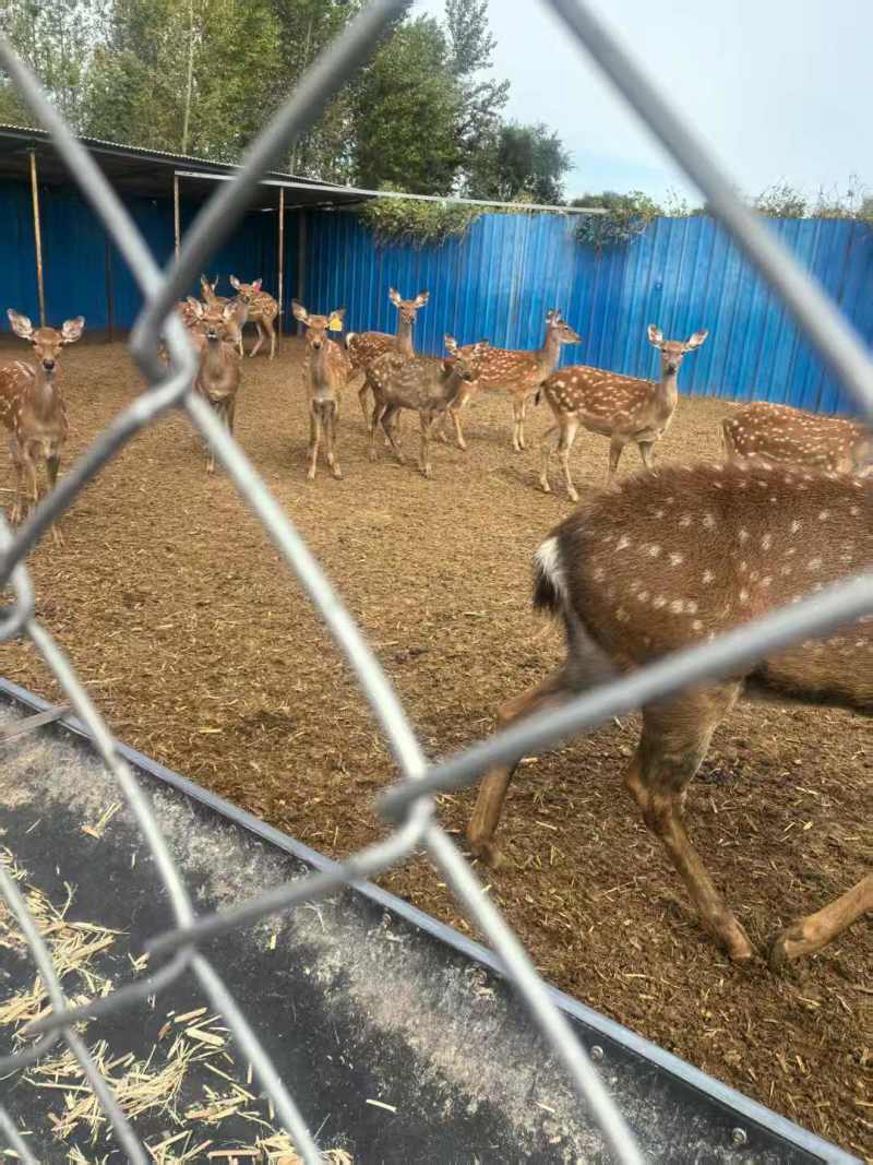 活鹿母鹿养殖大户欢迎各位老板前来选购咨询基地直发电话联系