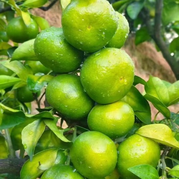 湖北蜜橘供果大量供应新鲜采摘欢迎来电咨询