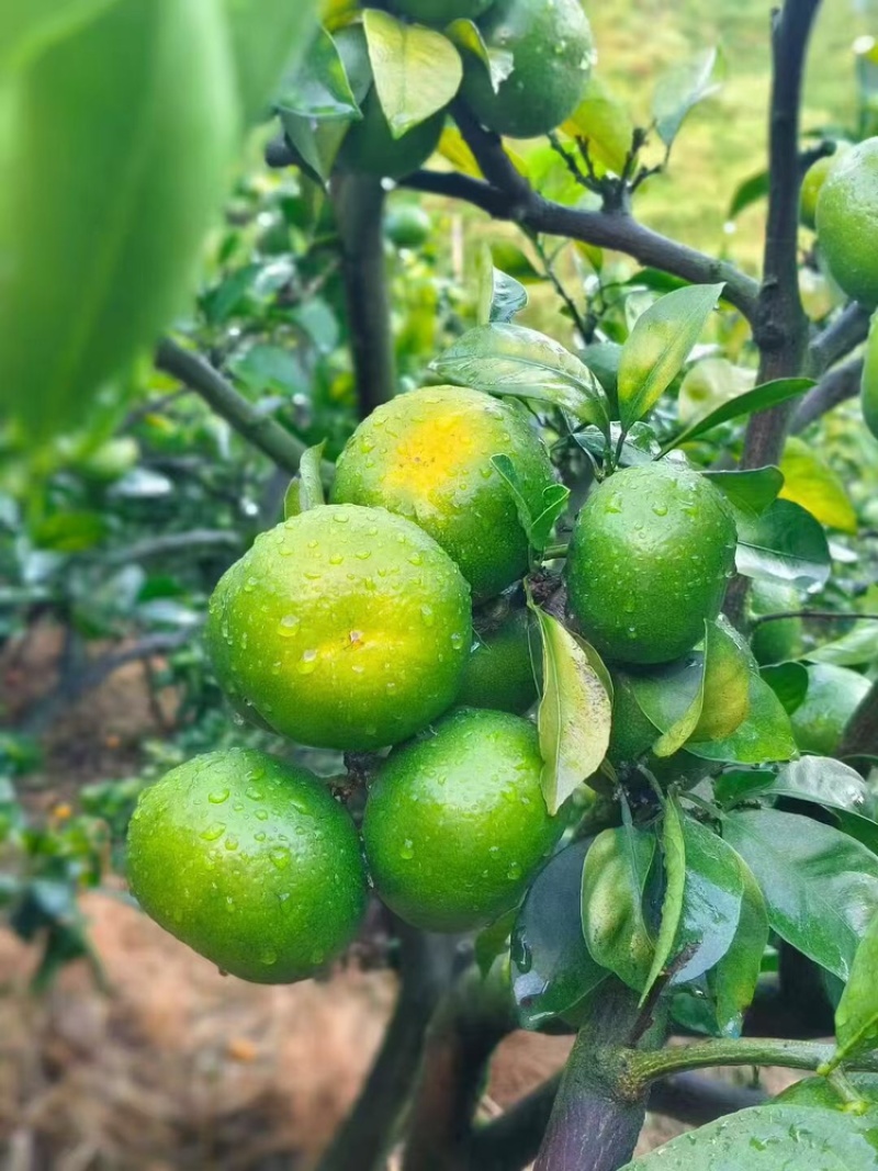 湖北蜜橘供果大量供应新鲜采摘欢迎来电咨询