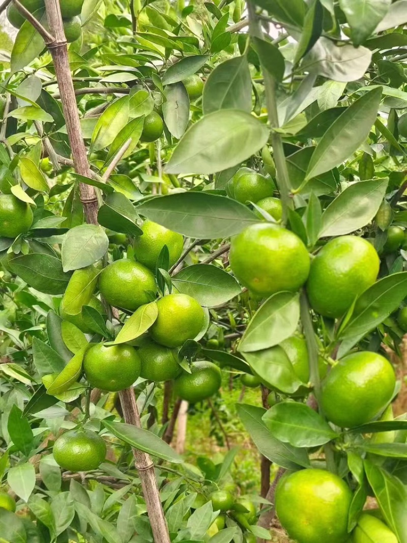 湖北蜜橘供果大量供应新鲜采摘欢迎来电咨询