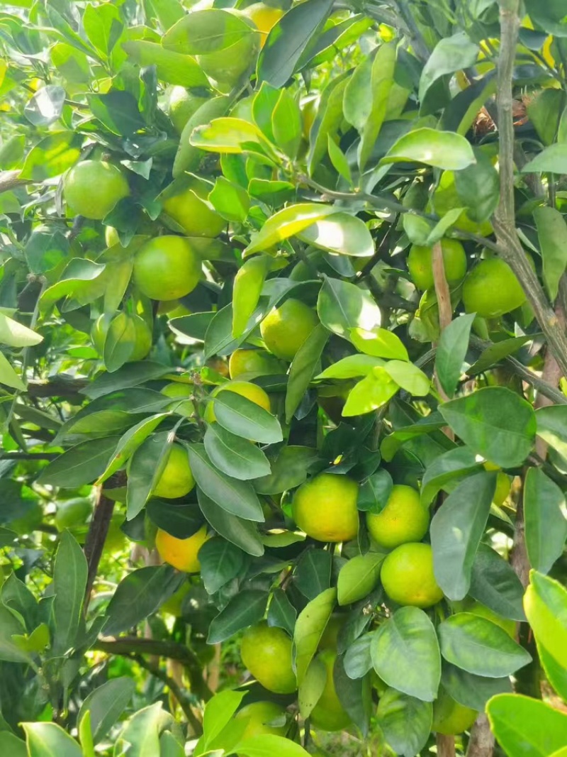 湖北蜜橘供果大量供应新鲜采摘欢迎来电咨询