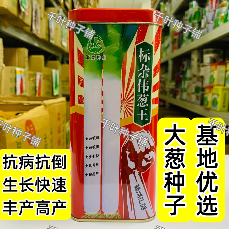 标杂伟葱王大葱种子葱白硬实粗长抗病抗倒伏产量高返青早生长
