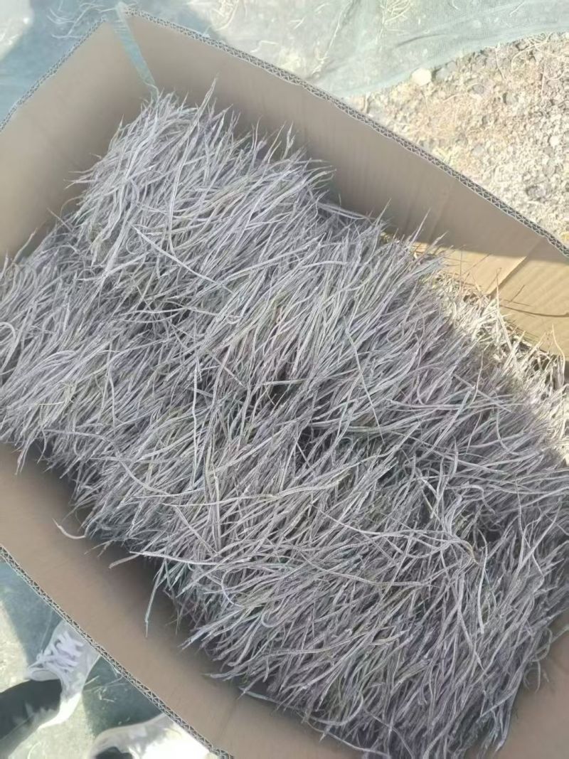 海龙