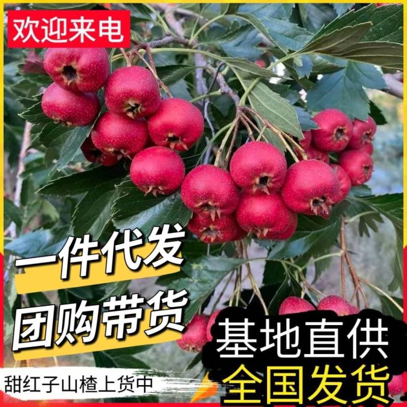 《甜红子山楂》产地现摘/对接电商平台一件代发团购带货等