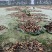 洪湖莲藕大量上市产地直发量大从优欢迎来电