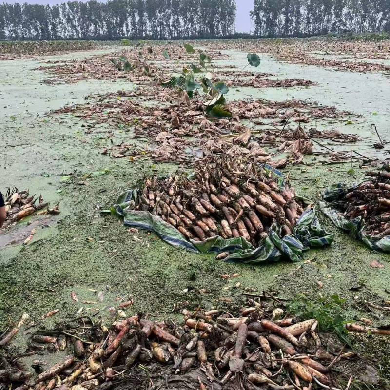 洪湖莲藕大量上市产地直发量大从优欢迎来电