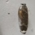 洪湖莲藕大量上市产地直发量大从优欢迎来电