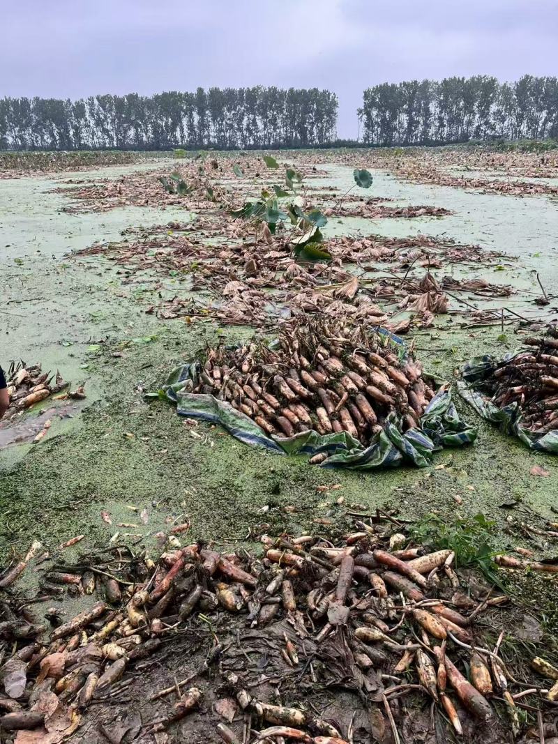 洪湖莲藕大量上市产地直发量大从优欢迎来电