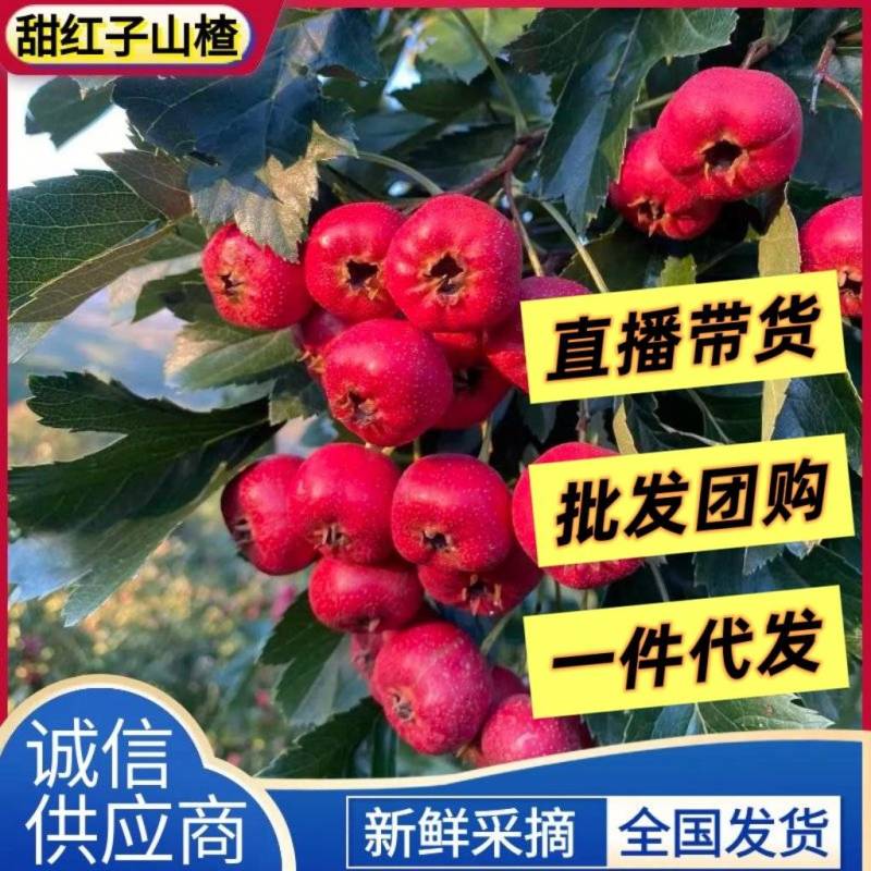【精选】甜红子山楂/产地新鲜采购/支持代发团购落地配