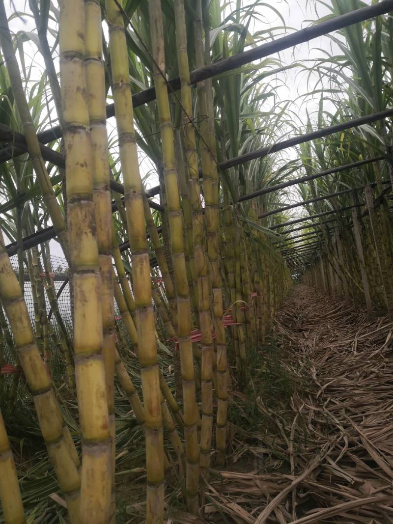 黄金、黑皮、紫皮。大量有货产地直发河北附近东三省