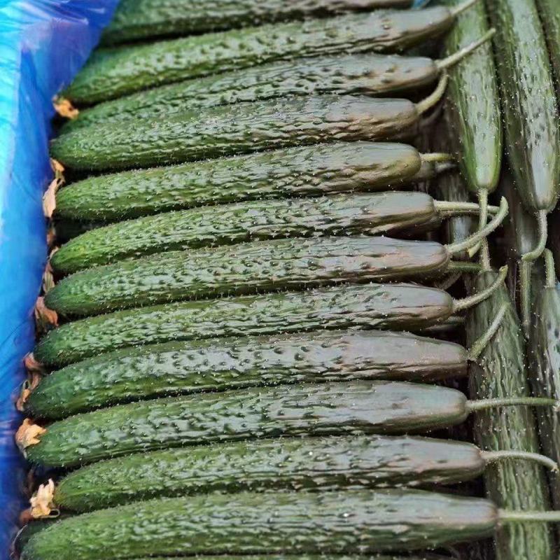 精品黄瓜