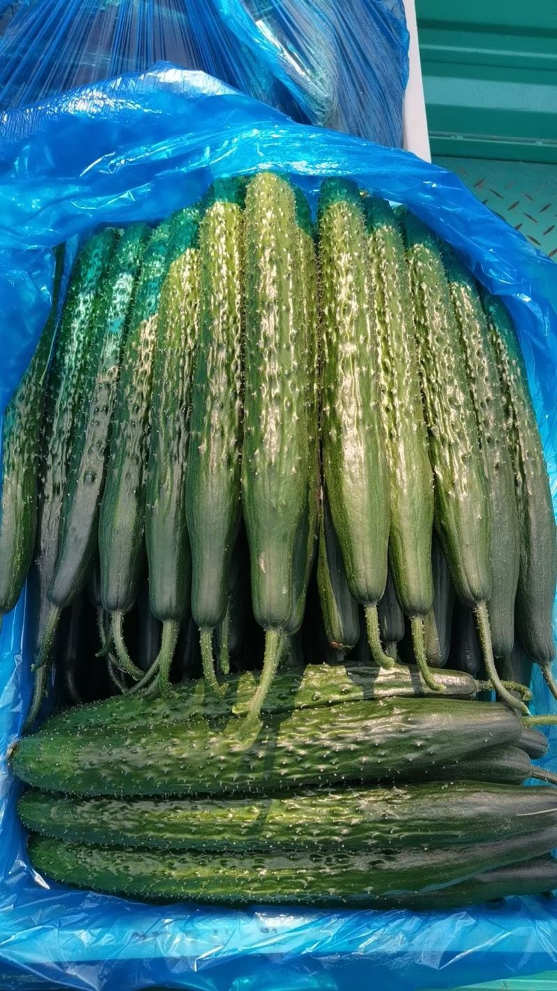 精品黄瓜