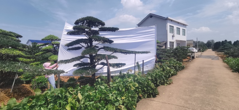 全国**造型罗汉松基地