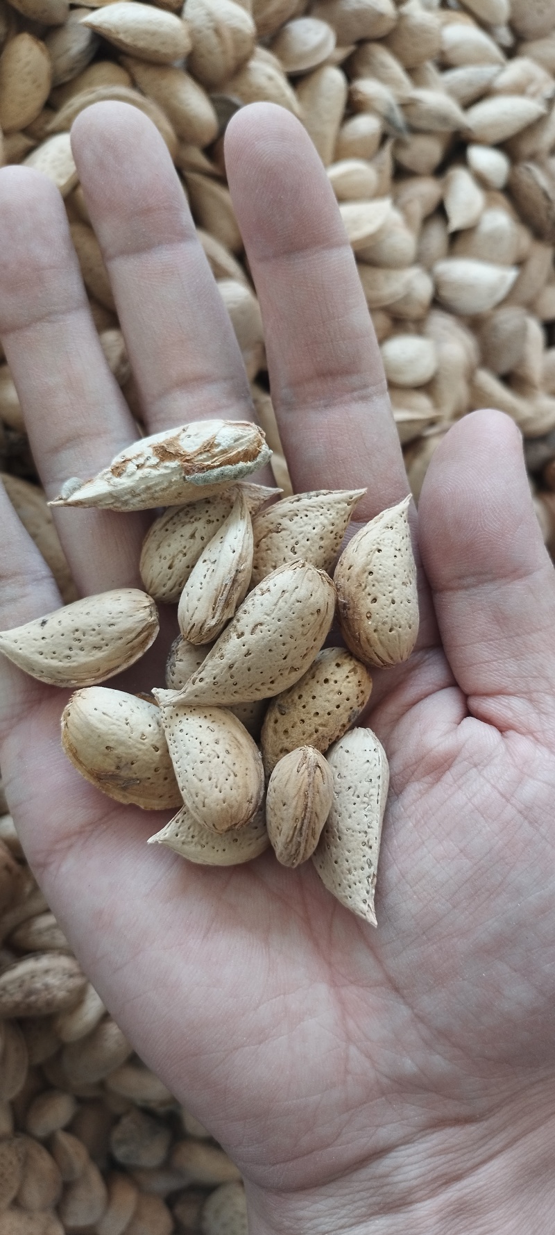 新疆刀果巴旦木厚壳原味生巴旦木自然风干***剂产地直销