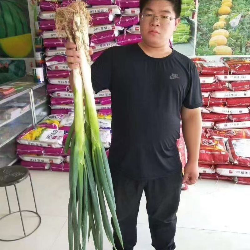 高巨白钢葱种子高产抗病耐热耐寒春秋播农家菜园基地种植蔬