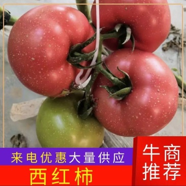 山西西红柿硬粉，口感西红柿弧三以上货源足价格采购优选