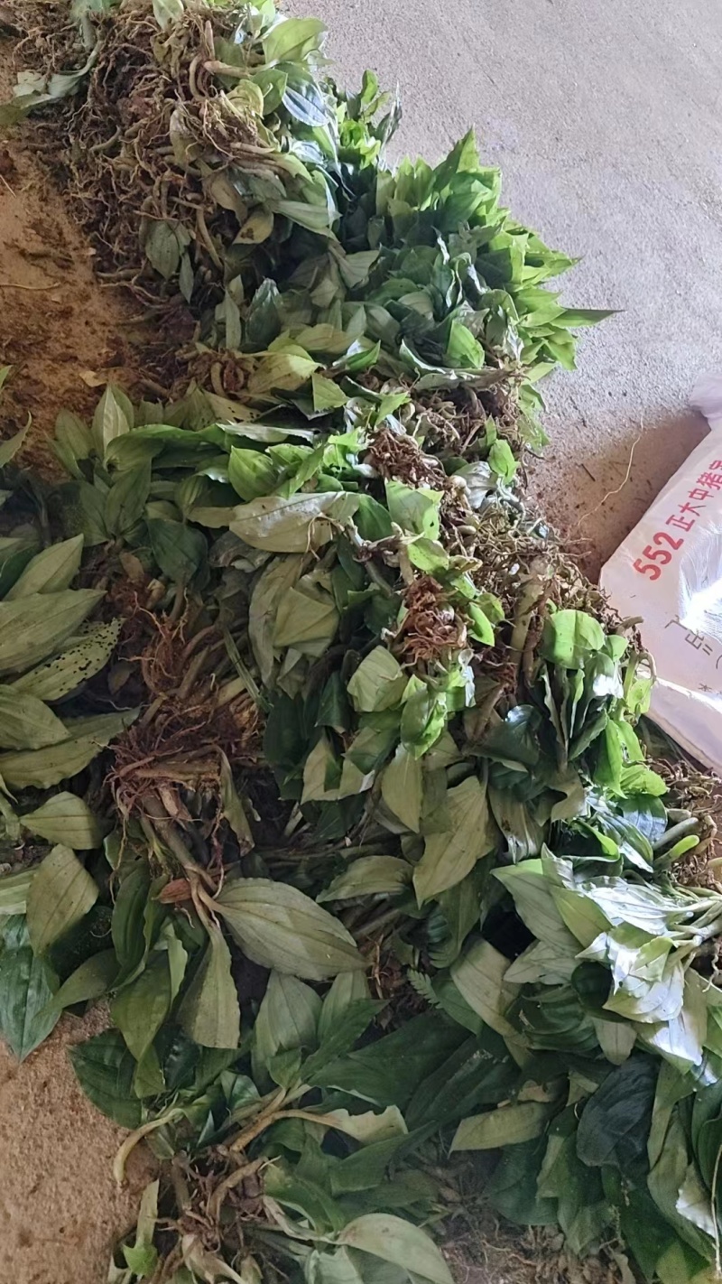 精品见血清种苗货源充足量大从优质量保证欢迎咨询
