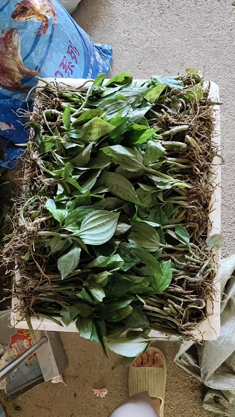 精品见血清种苗货源充足量大从优质量保证欢迎咨询