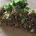 精品见血清种苗货源充足量大从优质量保证欢迎咨询