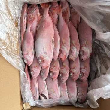 红目鲢船冻红目鲢大眼鸡