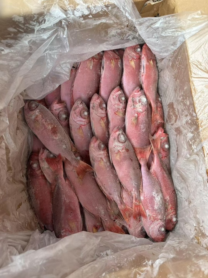 红目鲢船冻红目鲢大眼鸡