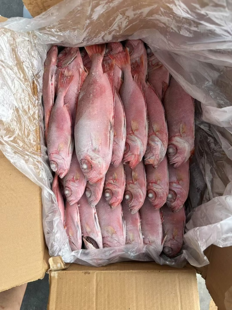 红目鲢船冻红目鲢大眼鸡