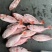 红目鲢船冻红目鲢大眼鸡