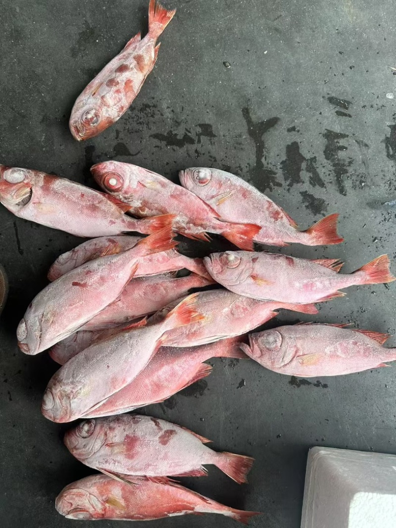 红目鲢船冻红目鲢大眼鸡