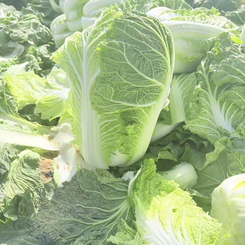 宁夏一手货源黄心白菜新鲜上市价格美丽质量好走货快欢迎询价