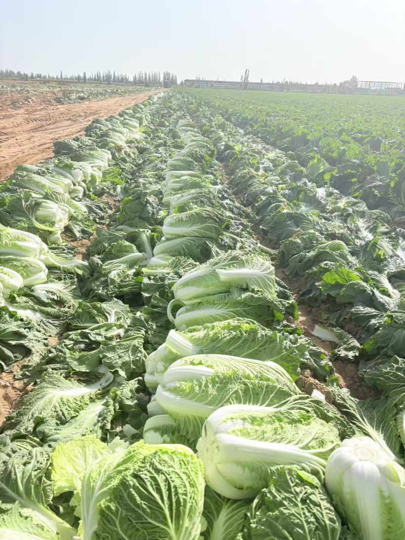 宁夏一手货源黄心白菜新鲜上市价格美丽质量好走货快欢迎询价