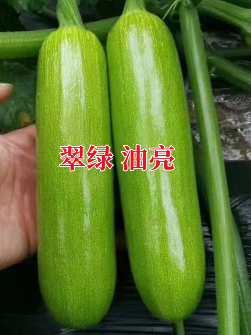 翠绿油亮西葫芦苗，膨瓜快产量高抗病强商品性好有苗