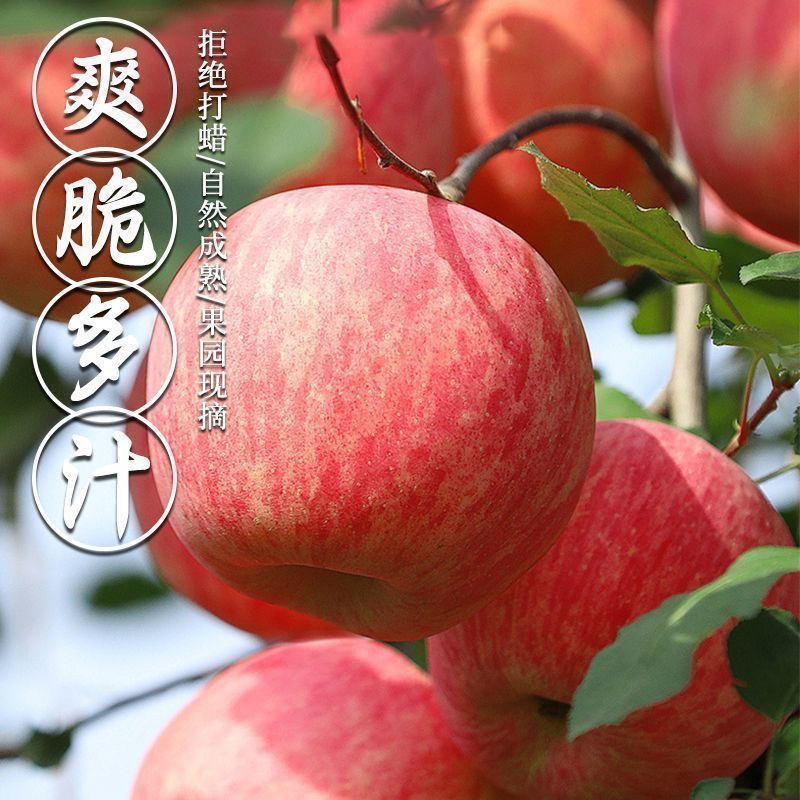 大量红富士苹果，果脯厂苹果，果汁厂。