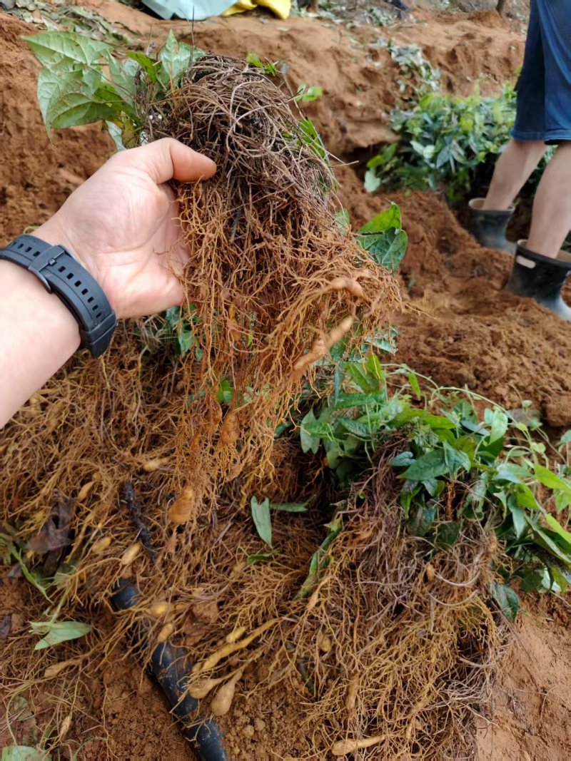 金果榄驯化苗