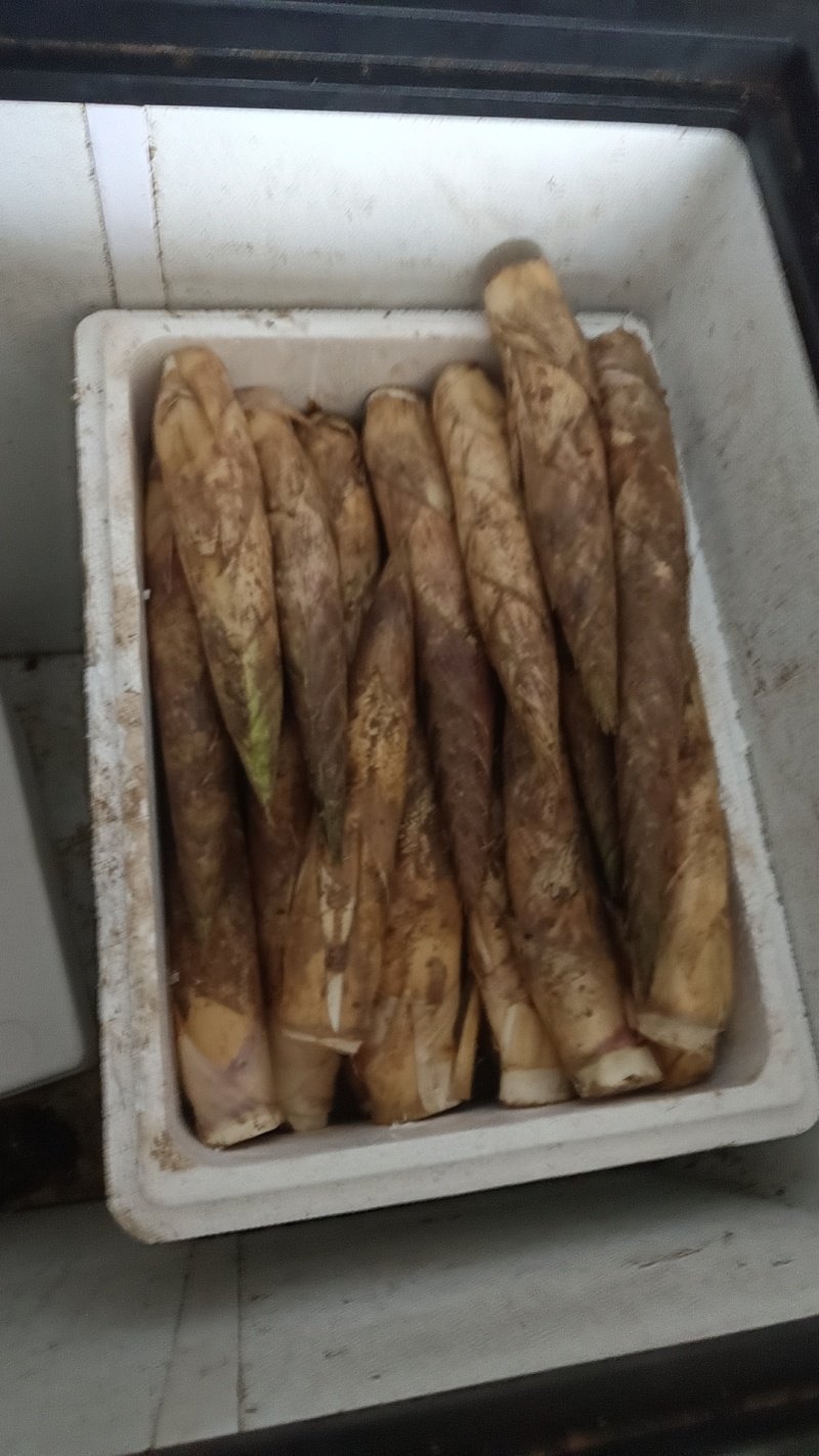 赤水新鲜八月笋刺竹笋撬头农家野生小竹笋