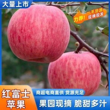 优质红富士苹果淄博沂源现摘现发对接商超电商市场加工厂