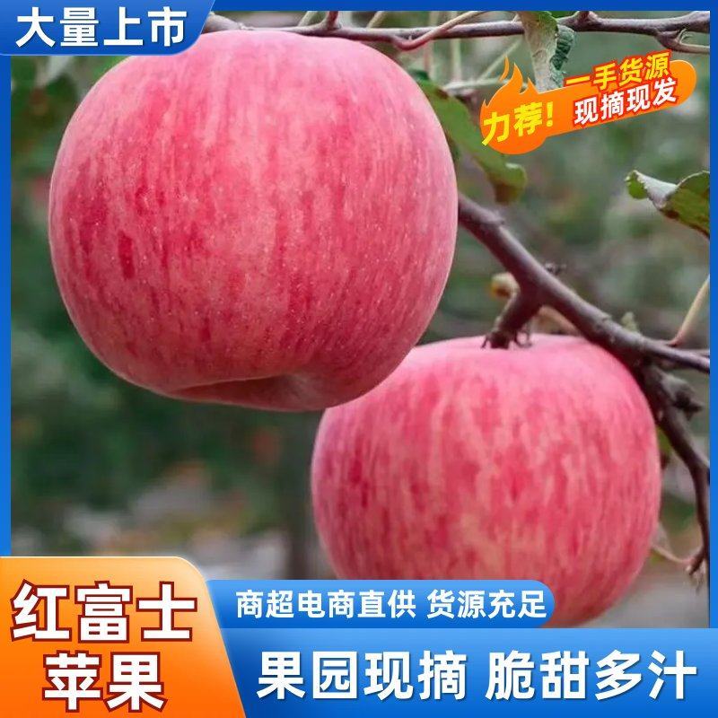 优质红富士苹果淄博沂源现摘现发对接商超电商市场加工厂