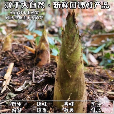 赤水新鲜八月笋刺竹笋撬头农家野生小竹笋