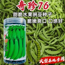 奇珍76豌豆种子软荚荷兰豆种籽甜脆水果豌豆种子荚厚肉嫩
