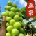 阳光玫瑰全国发货皮薄肉厚甜度高山东沂源葡萄量大从优