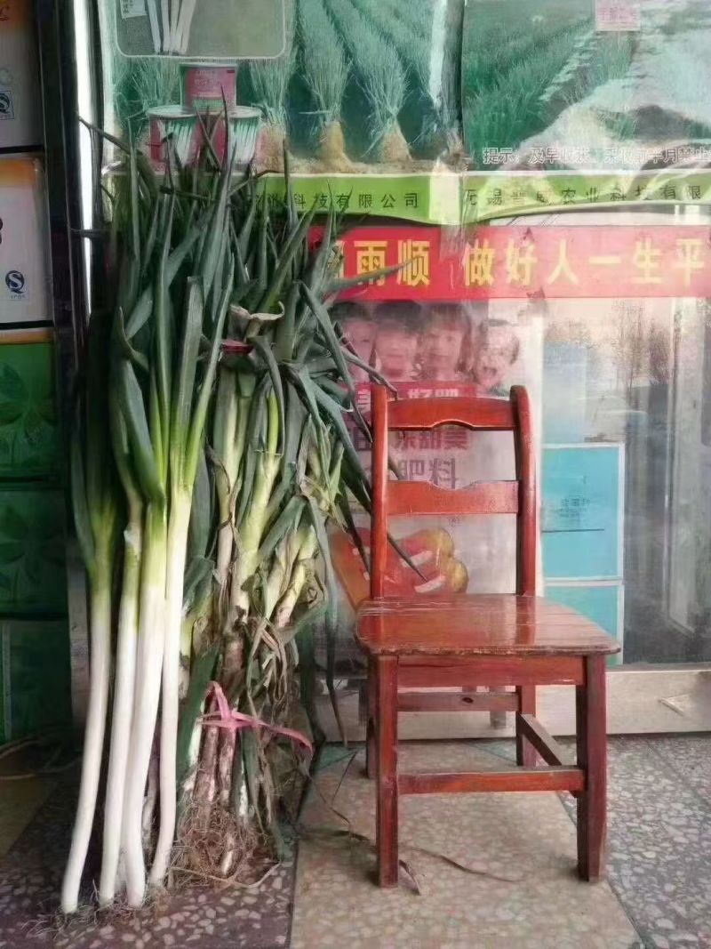 高巨白钢葱种子高产抗病耐热耐寒春秋播农家菜园基地种植蔬