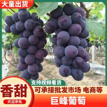 山东沂源巨峰葡萄大量上市粒大饱满品质保证精品巨峰葡萄
