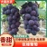 山东沂源巨峰葡萄大量上市粒大饱满品质保证精品巨峰葡萄