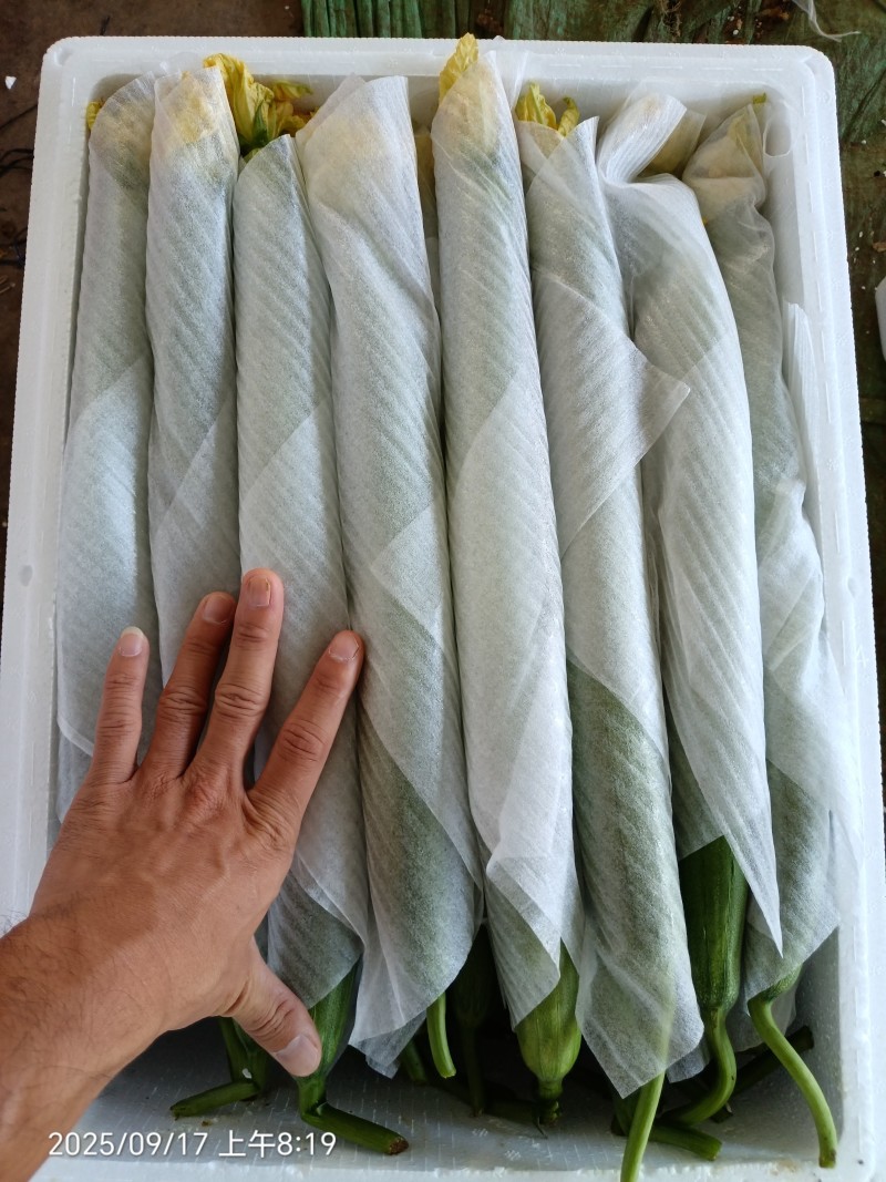 云南鲜花丝瓜大量上市，产地直发，对接全国欢迎咨询采购