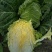 黄心白菜白菜自家百亩种植产地直销现摘现卖可对接全国