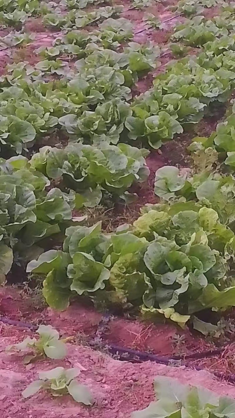 黄心白菜白菜自家百亩种植产地直销现摘现卖可对接全国