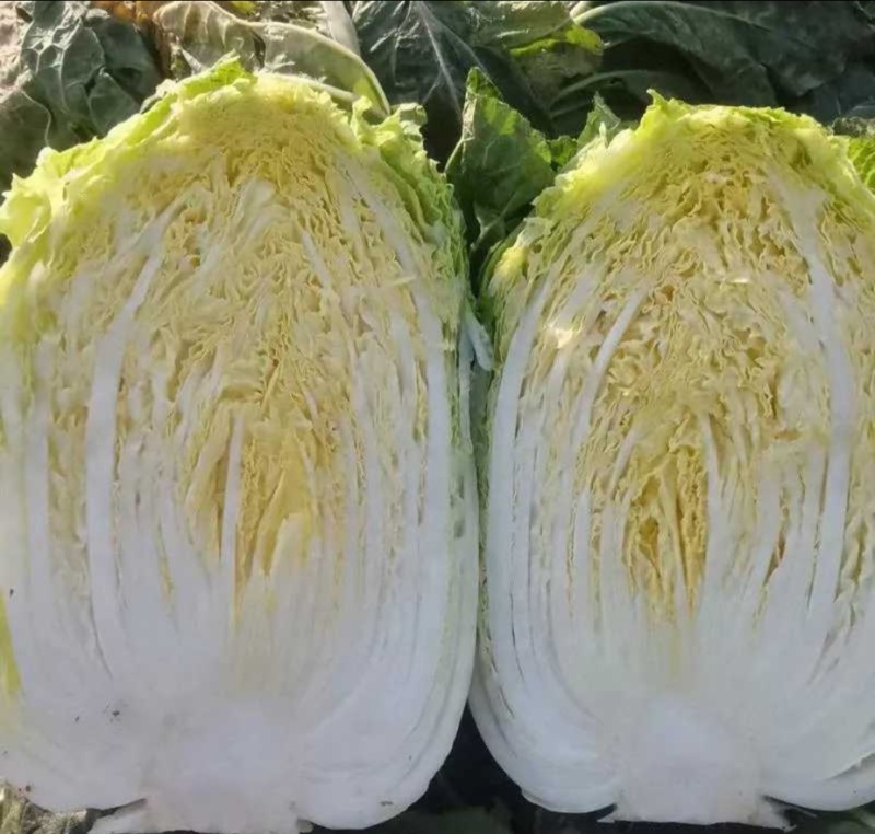 【热卖推荐】河北黄心白菜自产自销品质保障量大从优可视频